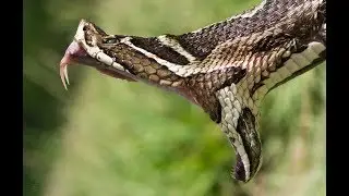 Especie del D&iacute;a N&deg;1  Yarar&aacute; Grande