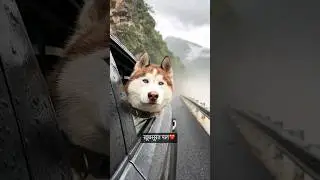 #Khubsuratyepal#cutedog#peacefulmusic#naturebeauty#cutedogreaction#cutemovement#statusvideo