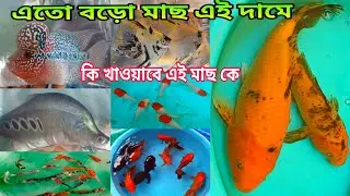 Shrirampur Fish Pet Market | Serampore Pet Market | Serampore Fish Market | Fish Shop Near Me 