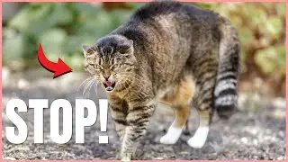 How To Stop An Aggressive Cat IMMEDIATELY! 😱