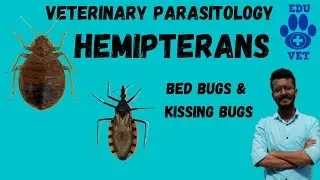 Отряд Hemiptera-Bugs (Cimex & Triatoma)-Parasitology