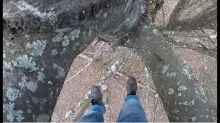 Free Climbing SKETCHY 75' Pine Tree