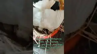mother hen | mother hen protecting her chicks