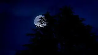 Get Lost in the Woods on a Full Moon Night | Relaxing Sounds for Sleep, Meditation, Deep Rest, Study
