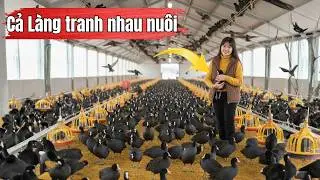 Bỏ Công Ty Cũ Cả Làng Tranh Nhau Nuôi Chim Sâm Cầm Để Phát Tài Làm Giàu