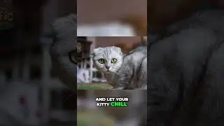 Top Tips for Happy Cats: Nail Care & Positive Play