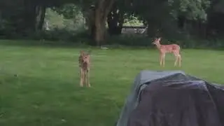 Triplets!