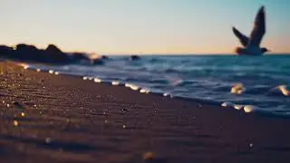Study or Sleep to This Ocean View &ndash; Pure Canada Nature with Gentle Waves & No Distractions