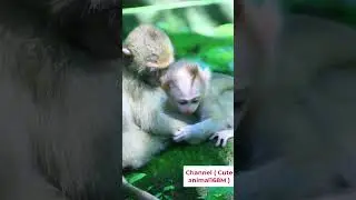 Rainbow look after Leo  #monkey