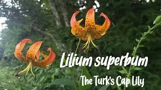 Native Wildflower Spotlight: The Turk's Cap Lily, Lilium superbum