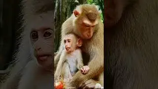 Adorable baby monkey #animals #babyanimal #babymonkey #cute #monkey #shorts