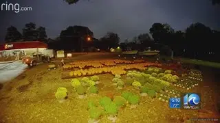 Gloucester pumpkin patch thieves