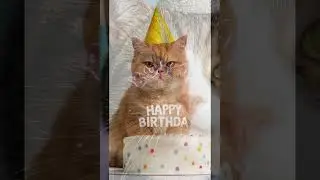 When Cats Celebrate Your Birthday Better Than Your Friends #birthday #cats #shorts
