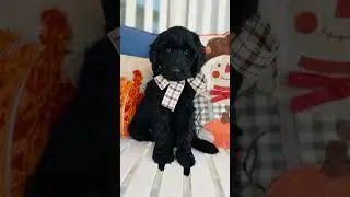 Our black Goldendoodles are gorgeous! #goldendoodles #puppy #doodlepuppy #doodledogs
