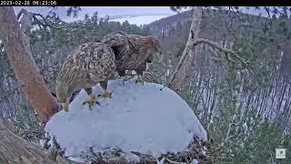 28.02.2023 6:22 Камычи. Ура! Наконец-то пара орланов в гнезде!