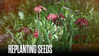 Last of Its Kind: Louisiana&rsquo;s Endangered Red Iris Fights to Survive