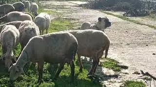 BU ŞAP HASTALIĞI NERDEN &Ccedil;IKTI. K&Ouml;YDE YOKTU BU HASTALIK Bİ ŞEKİLDE Bİ YERDEN GELDİ VEYA GETİRDİLER.