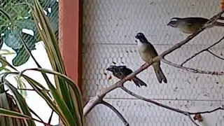 Filhote de trinca ferro  quando separar dos pais 