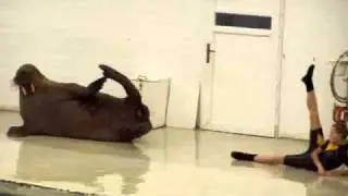 Funny walrus exercise routine