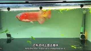 从0养龙鱼第176集（水质管理2）