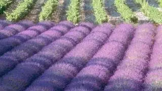 Therapeutic Essential Oil Basics