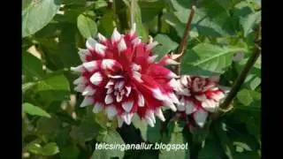 GODflowers