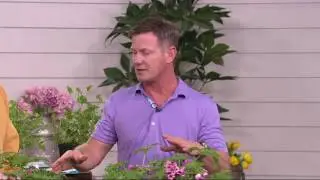 Roberta's 4-piece Scented Citronella Geranium Collection on QVC
