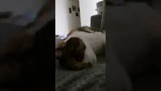 23 Year Old Cat Dreaming