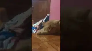 catsleep#catfunny #shorts ....tom tertidur pulas