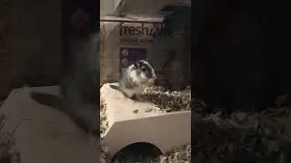 gerbil thumping / foot tapping sound
