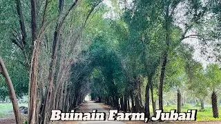 Buinain Farm , Jubail