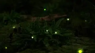 BANDI, Firefly Light Installation