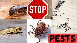 Home Invasion Alert: Defend Against the Top 9 Common Pests #pests
