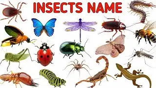 Insects Name | Learn Insects Name for kids in English | Names of insects|