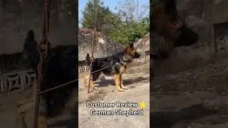 Happy Customer Review &ndash; German Shepherd 🐺#shorts#germanshepherd#customerreview#happycustomer#shorts