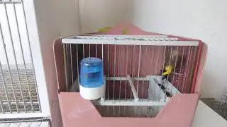 CUANDO JUNTAR A LOS JILGUEROS PARA LA CRIA