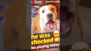 You cancelled my playtime 🥲#amstaff #dogshorts #cutedogs #funnyshorts