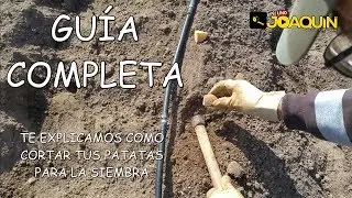 COMO SEMBRAR PATATA ( Rápido y sencillo )