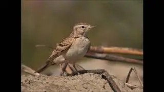 Chamariz, Se&ntilde;uelo, Calandrinha Comum, Calandrella Brachydatyla, Terrera Comun
