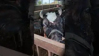 Jio aur Jine Do..                  #cow #animals #god #mata #love#