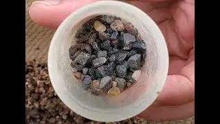 Glen Innes, 2023 Looking for Sapphires