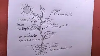 How to draw photosynthesis process / easy photosynthesis drawing || Amazing art's ||