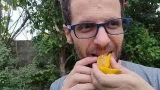 Guayaba amarilla (por dentro)