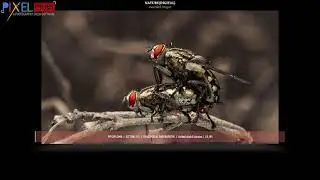 Nature Awarded Images Miracle Image 7th  International Salon 2021 Digital.SGIPL