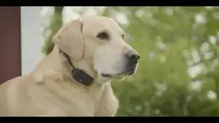 SportDOG Brand NoBark Collars +SportDOG Brand NoBark Collars Review!+SportDOG Brand Anti Bark Device