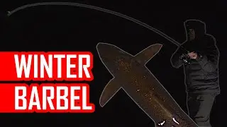 How to catch Barbel in winter? Rigs, bait, tackle, feeders, approach