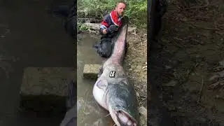 Le plus gros poisson d'eau douce du monde #animaux #animals