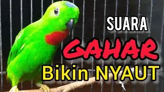 SUARA BURUNG serindit gacor GAHAR buat PANCINGAN SERINDIT agar EMOSI NYAUT
