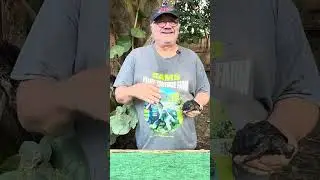 ID#5554 Детеныш альдабрской черепахи длиной 4 дюйма. Необычный, с очень редким, целым щитком.