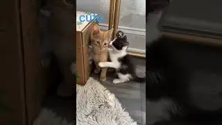 Chien de garde de poche !!!